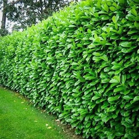 Plants You Can Grow Instead of a Fence for Privacy and Lush Green Look English Laurel, Cherry Laurel, Garden Hedges, Privacy Plants, Hedging Plants, Privacy Landscaping, Garden Shrubs, Fast Growing Plants, Backyard Fences