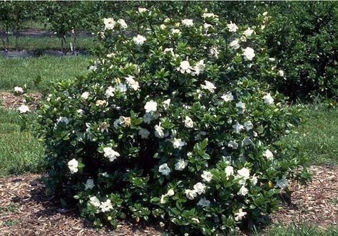 GARDENIA JASMINOIDES 'MYSTERY', Cape Jasmine, Evergreen Shrub August Beauty Gardenia, Cape Jasmine, Gardenia Jasminoides, Tropical Backyard Landscaping, Gardening Seeds, Tropical Backyard, Mediterranean Plants, Plant Information, Plant Aesthetic