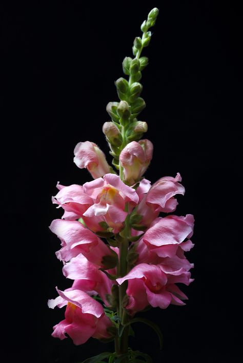 https://flic.kr/p/HkHSWQ | Snapping The Dragon | ... for a Happy Weekend !  Snapdragon / Löwenmäulchen  (Antirrhinum majus) in our garden - Frankfurt-Nordend  If you like blossoms on black, you can have a look here. Snapping Dragon Flower, Snapdragon Flower Arrangement, Snapdragon Flowers Aesthetic, Flower Kinds, Snapdragon Tattoo, Snap Dragons, Snap Dragon, Dragon Flower, Snapdragon Flowers