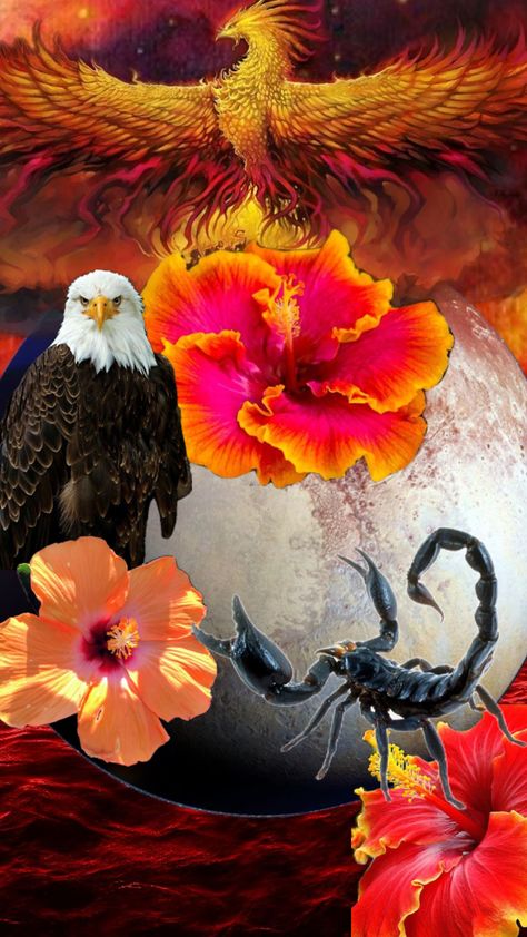 #hibiscus Three stages of #scorpio ♏️: #scorpion #eagle #phoenix Scorpio Art, Scorpio Moon, Scorpion, Hibiscus, Phoenix, History, Art