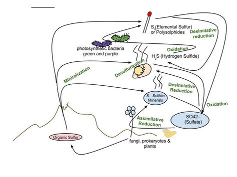 Sulfur cycle - Wikipedia, the free encyclopedia Sulphur Cycle, Practice Management, Medical Billing, I Care, Fix You, Botany, Ecology, Green And Purple, Health Tips