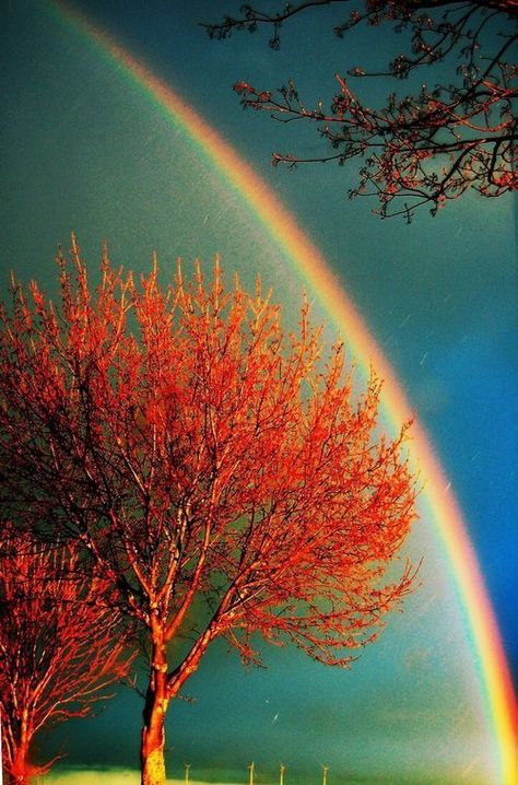 Rainbow view photography rainbow photography ideas photography pictures Beautiful Rainbow, Over The Rainbow, Beautiful Tree, Science And Nature, Landscaping Ideas, A Rainbow, Amazing Nature, Nature Beauty, Beautiful World