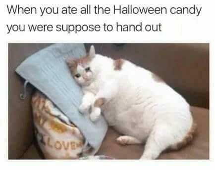 When you ate all the Halloween candy Fat Cat Pictures, Fat Cat Meme, Fat Memes, Funny Pictures With Captions, She Loves You, Memes Humor, Humor Memes, Funny Cat Memes, Top Funny