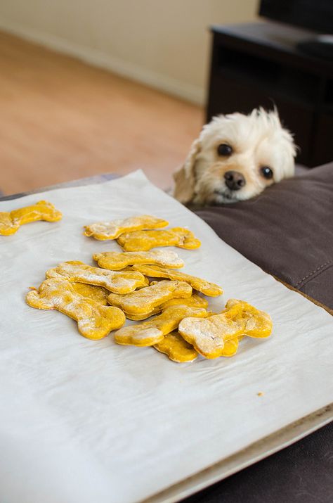 Homemade Pumpkin Carrot Dog Treats - your pup deserves a treat! These are so simple, healthy, and your dog is going to love them! Carrot Dog Treats, Dog Friendly Cake, Fake Ginger, Pumpkin Peanut Butter, Carrot Dogs, Pet Treats Recipes, Dog Ice Cream, Pet Treat, Peanut Butter Pumpkin