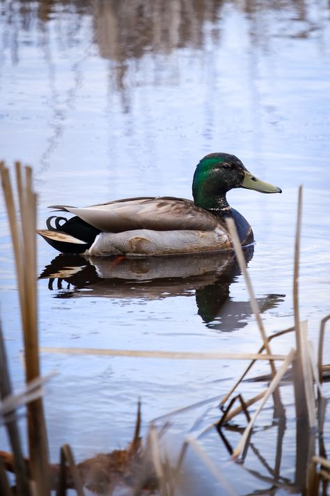 Male mallard duck swimming among reeds in pond Male Mallard Duck, Pnw Animals, Duck Swimming, Wild Birds Photography, Swimming Tattoo, Mallard Ducks, Duck Photo, Canadian Goose, Mallard Duck