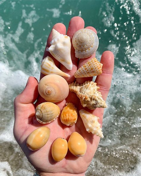 Ronald Lusk on Instagram: “A great handful from January 25, 2020 that somehow didn’t get posted. #seashells #southflorida #gastropods” Collecting Seashells, Seashells Photography, Diy Room Decor For Teens, Shell Collection, Ocean Pictures, Summer Goals, January 25, Bead Embroidery Jewelry, April 7