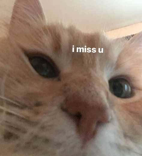 Cute Cats Messages, Me And You Cats, I Miss You Reaction Pic, Cat Mwah Kiss, Send This To Someone You Love Edits, I Miss You Cat, I Love You Cat, Miss You Images Cute, I Miss U Cat