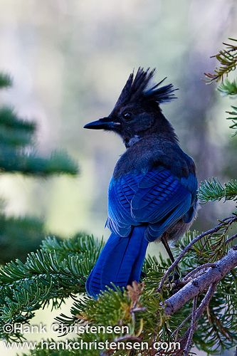 Steller's Jay Stellar Jay, Bird Identification, Bird Quotes, Jay Bird, Colorful Bird, Exotic Birds, Bird Pictures, Pretty Birds, Colorful Birds