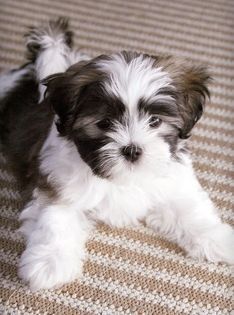 Shih Tzu Maltese Mix Shih Tzu Maltese Mix, Puppy Haircut, Shih Tzu Grooming, Maltese Shih Tzu, Shih Tzu Puppies, Maltese Mix, Shih Tzu Funny, Havanese Dogs, Shih Tzu Mix