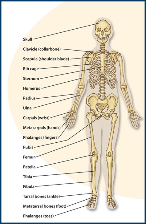 Esthetician Student, Skeletal System Anatomy, Human Skeletal System, Anatomy Organs, Human Skeleton Anatomy, Facial Bones, Anatomy Coloring Book, Skeleton Anatomy, Medicine Notes