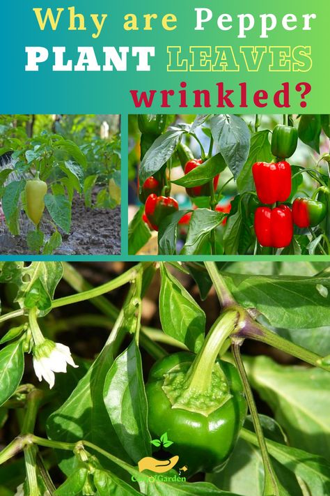 Why are Pepper Plant Leaves Wrinkled, Reasons Why are Pepper Plant Leaves Wrinkled Chilli Tree, Pepper Plant Care, Pepper Garden, Bell Pepper Plant, Pepper Plant, Go Browns, Small Leaves, Wild Garden, Gardening Vegetables