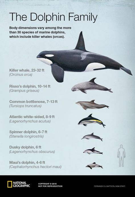 Dusky Dolphin, Dolphin Family, Ghost King, Orca Whales, Marine Mammals, Animal Facts, Marine Biology, Narwhal, Killer Whales