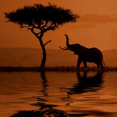 Another silhoutte on a sunset. I love african wildlife. Elephant Hd Wallpaper, Kerala Elephant Photography Hd, African Animals Photography, Watercolor Night Sky, Wild Elephant Photography, Elephant Photography, Elephant Landscape Photography, African Sunset, Photos Hd