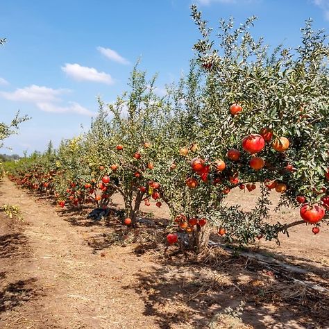 Sonic House, Pomegranate Farming, Wallpaper Plants Aesthetic, Branches Of Trees, Aesthetic Gardening, Gardener Aesthetic, Wallpaper Plants, Gardening Aesthetic, Pomegranate Fruit