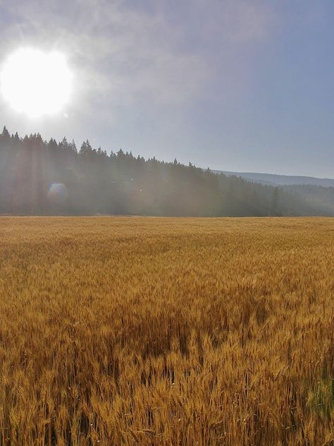 morning sun barley field rocky point ranch autumn 2011 Barley Field, Mary Bell, James Herriot, Robert Graves, Harlan Ellison, Fraser River, Rocky Point, Autumn Morning, Book Challenge