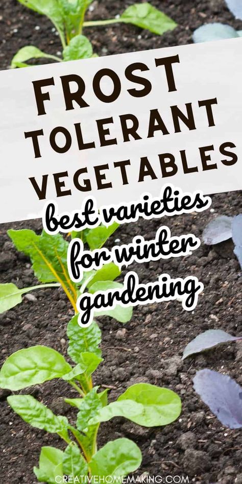 Explore the world of frost-tolerant vegetables with our guide to resilient garden delights. Discover a variety of cold-hardy veggies that thrive in chilly conditions, allowing you to extend your growing season. Join us in embracing the beauty and bounty of frost-resistant crops. Cold Weather Crops, Veggie Garden, Explore The World, Winter Garden, Sustainable Living, Join Us, Cold Weather, The World, Beauty