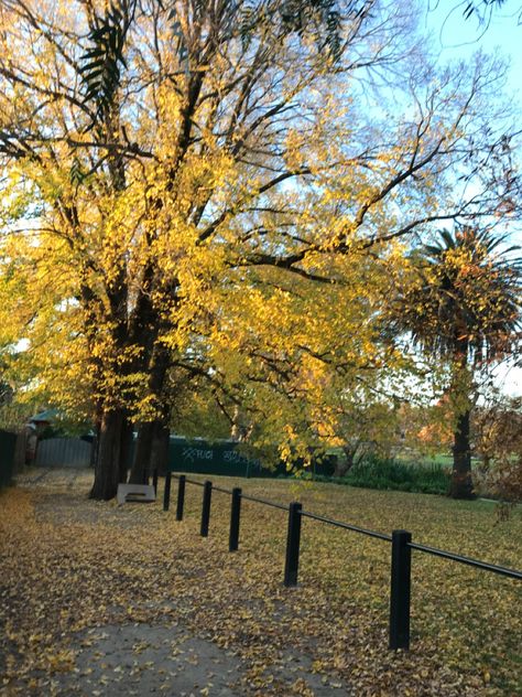 aesthetic | yellow | autumn | leaves | trees | parks Aesthetic Park, Yellow Autumn, Aesthetic Yellow, Yellow Aesthetic, Yellow Leaves, Autumn Leaves, Tree Trunk, Fort, Trees