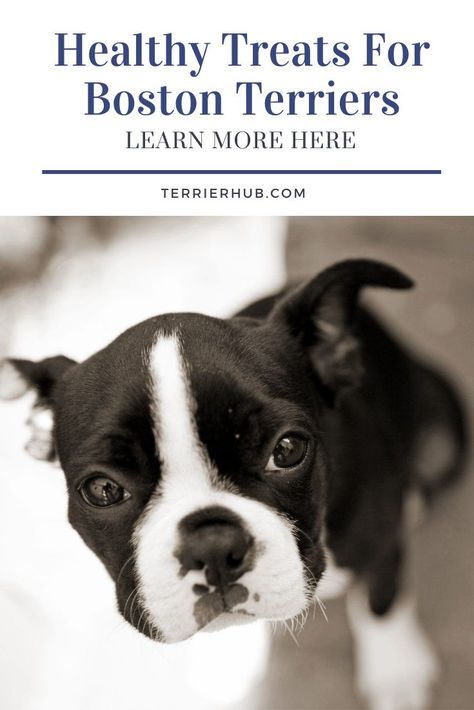 What you feed your dogs has a big impact on your their health. Learn when is the correct time to start feeding your boston terrier treats by checking out this article. #terrierhub #doghealth #bostonterrierhealth #terrierhealthytreats Puppy Training Treats, Mini Bites, Puppy Treats, Boston Terrier Puppy, Natural Dog Treats, Training Treats, Boston Terriers, Small Breed, Dog Health