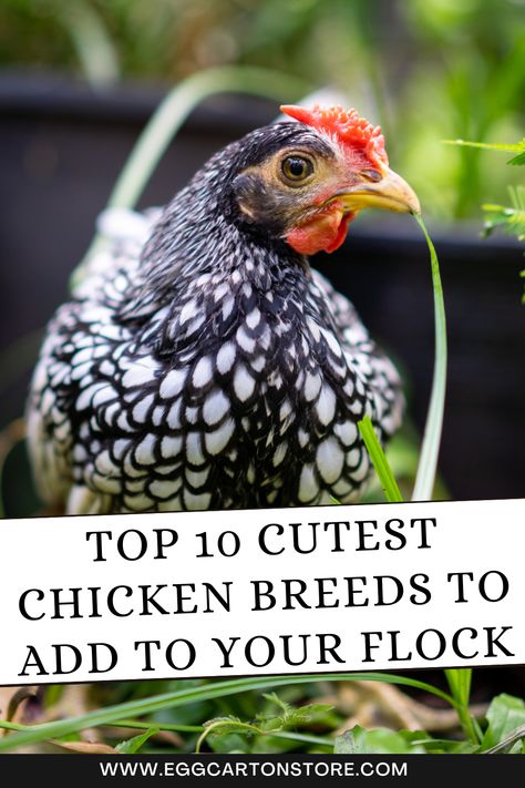 Want to know the cutest chicken breeds you can add to your flock? Check out this list of the 10 most adorable chook breeds. Types Of Chickens Breeds, Chook Breeds, Pretty Chickens, Chickens Breeds, Frizzle Chickens, Best Egg Recipes, Egg Packaging, Types Of Chickens, Chicken Shop