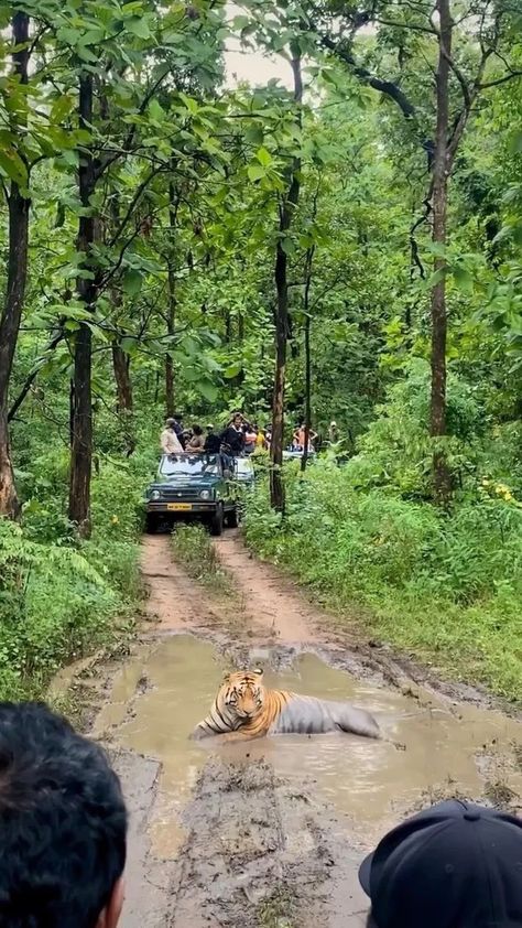 nature on Instagram: Tiger spotting captured by @lallangoappench 🐅 Have you ever seen a tiger on a national park or wildlife reserve tour? 📍Pench National… Jungle Video, Garden Pond Design, Wildlife Reserve, Africa Destinations, National Park Vacation, Pond Design, Brave Enough, Amazing Nature Photos, Jungle Safari