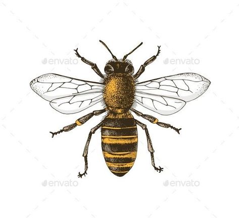 Sketch Honey Bee Top View Vector Drawing Honey Bee Sketch, Insect Sketch, Honey Bee Images, Label Packaging Design, Bee Sketch, Bee Images, Bee Drawing, Label Packaging, Industrial Design Sketch