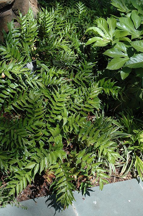 Rochfordianum Japanese Holly Fern (Cyrtomium falcatum Japanese Holly Fern, Japanese Holly, Holly Fern, Evergreen Ferns, Garden Border Edging, Landscape Nursery, Alpine Garden, New Garden, Woodland Garden