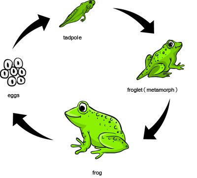 Lifecycle of a Frog | Animals and Lifecycles | Animals ... Cane Toad, Living And Nonliving, Educational Activities For Preschoolers, Animal Life Cycles, Lifecycle Of A Frog, Study Book, Work And Study, Study Techniques, Homeschool Schedule