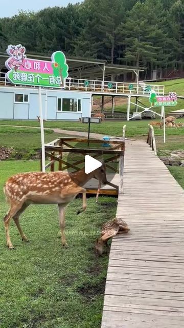 1M likes, 9,442 comments - lumblex on August 19, 2024: "Kind family rescue a baby deer who abandoned by it's mother #animallove #animalloversofinstagram #animallovers❤️ #animalsofinsta #animalrescue #rescue #rescuesofinstagram #fyp #deer #babydeer #rescuedog #rescuebird #rescuedogs #rescuebirds". People Saving Animals, Cute Kittens Pictures, Funny Deer Pictures, Baby Animals Adorable, Ideas Using Pallets, Garden Ideas Using Pallets, Deformed Animals, Unusual Animal Friends, Tiny Baby Animals