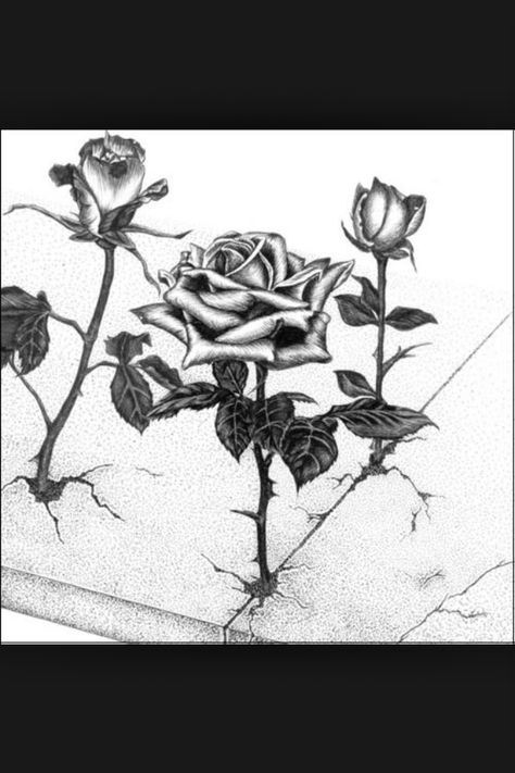 Tupac ( the rose that grew from concrete ) Rose In The Concrete Tattoo, Rose Growing From Concrete Drawing, Rose Coming Out Of Concrete Tattoo, Flower Growing Through Concrete Drawing, Rose Growing Tattoo, Rose Through Concrete Tattoo, Rose Out Of Concrete Tattoo, Rose Growing From Concrete Tattoo, The Rose That Grew From Concrete Tattoo