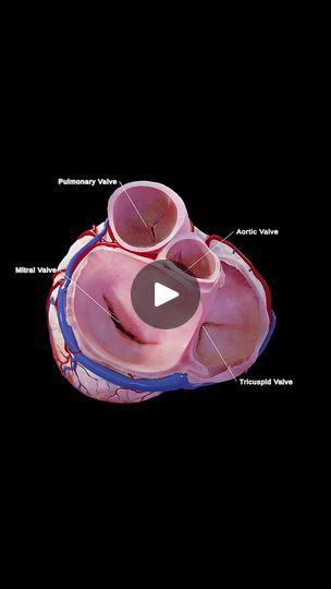 168K views · 3.2K reactions | "🌟 Inside the Heart: A Transverse Section View of All Valves 🌟 

Our detailed 3D model provides an in-depth look at the heart's four valves—the tricuspid, pulmonary, mitral, and aortic valves. These valves are essential for directing blood flow through the heart chambers, ensuring that oxygenated and deoxygenated blood move correctly through the cardiovascular system. Whether you’re a medical illustrator, animator, or healthcare professional, this model offers the precision and detail needed for your work. 

Learn more about how you can use this model in your projects by visiting our website. 

#HeartAnatomy #Cardiology #MedicalEducation #SciePro #healtheducation #medicalstudent #humanbody #meded #animation #science #Cardiology | SciePro | SciePro · Original Blood Flow Through The Heart, Heart Chambers, Tricuspid Valve, Mitral Valve, Heart Anatomy, Cardiovascular System, Cardiology, Medical Education, Medical Students