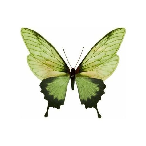 Green Butterfly, Virginia, White Background, Yellow, Green, White, Black