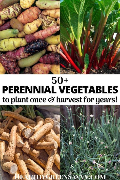 Planting perennial vegetables lets you plant once and harvest delicious (and unusual) veggies for years to come. Find out about more than 50 plants to choose from, many cold hardy to zone 3, or even colder! #perennialvegetables #permaculture #gardening | perennial food plants | permaculture gardening | garden hacks | Edible Yard Design, Zone 8b Planting Schedule Flowers, 7b Gardening Zone, Hillside Permaculture, Permaculture Zones, Hillside Gardening, Food Forests, Vegetables To Plant, Food Forest Garden