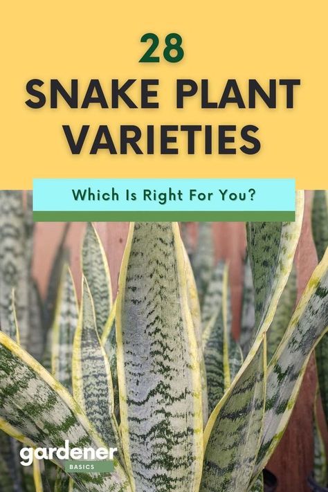 Looking for a new snake plant to add to your collection? Check out this roundup of 28 different varieties of snake plants, some very rare. With such a an array, there's sure to be one that is perfect for you and your home. Tap to see these beauties and learn what makes these plants so irresistible to indoor plant lovers everywhere. Snake Plants Decor, Snake Plants In Water, Repotting Snake Plant, Types Of Snake Plants, Landscaping Aesthetic, Snake Plant Decor, Indoor Plants For Beginners, Cactus Planting, Aesthetic Snake