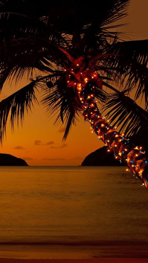 Tropical Christmas Aesthetic, Palm Tree Christmas Lights, Palm Tree Christmas, Beachy Christmas Tree, Caribbean Christmas, Palm Tree Lights, Boho Beach House, Christmas Lights Wallpaper, Christmas Palm Tree