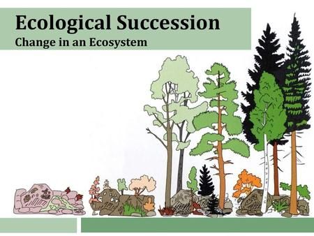 Primary Succession, Secondary Succession, Temperate Deciduous Forest, Ecological Succession, Small Shrubs, Sustainable Community, Similarities And Differences, Symbiotic Relationships, Human Activity