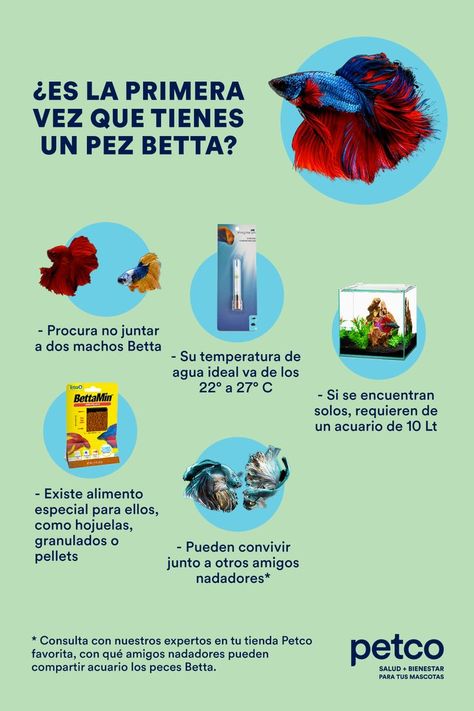 ¿Sabías que entre hembras Betta pueden convivir en un mismo acuario, pero no es recomendable juntar a un macho y a una hembra? 🐟🐟 Si te gustaría tener uno de estos amigos, visítanos en tienda, nuestros expertos podrán contarte más sobre ellos. 🤗 También puedes darle clic a la imagen de arriba para conocer más de sus cuidados. 💙 Dog Breeds List, Dog Breeds, Dogs, Animals