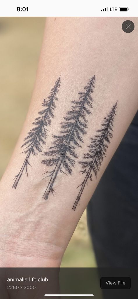 Fineline Pine Tree Tattoo, Tally Tattoo Ideas, Scots Pine Tattoo, Pine Tree Tattoo Men, Simple Pine Tree Tattoo, Tree Finger Tattoo, Douglas Fir Tattoo, Ponderosa Pine Tattoo, Spruce Tree Tattoo