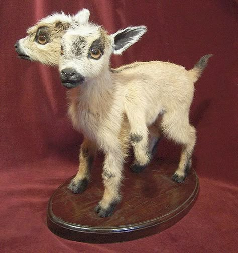 2 headed goat by Sarina Brewer Two Headed Animals, Animal Oddities, Antique Oddities, Bad Taxidermy, Goats For Sale, Wet Specimen, Baby Goat, Taxidermy Art, Vulture Culture