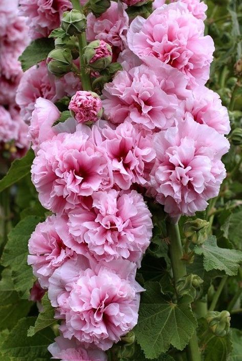 double pink hollyhocks Double Hollyhocks, Pink In Nature, Pink Hollyhocks, Hollyhock Seeds, Pink Flower Garden, Pink Gardens, Alcea Rosea, Pink Perennials, Hollyhocks Flowers