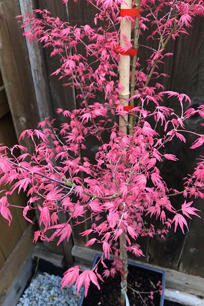 Japanese Maples, Acer Palmatum, Red Maple, Ponds Backyard, Japanese Maple, Pink Leaves, Pink Spring, Garden Flowers, Container Plants