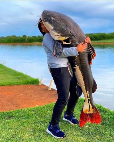 Red Tail Catfish, Big Catfish, Amazon Animals, Funny Creatures, Fishing Australia, River Monsters, Giant Fish, Pond Ideas, Cool Fish