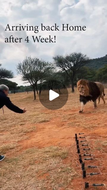 Two Animals In Love, Unlikely Animal Friends, Funny Bird Pictures, Unusual Animal Friendships, Wild Animals Videos, Baby Animal Videos, Wild Jungle, Beautiful Lion, Lion Love