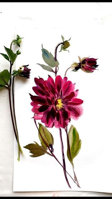 Dahlia Flower Watercolor Paintings, Loose Floral Watercolor Painting Tutorial, Dahlia Flower Watercolor, Dahlia Watercolor, Watercolor Dahlia, Flower Painting Videos, Burgundy Dahlia, Loose Watercolor Flowers, Floral Watercolor Paintings