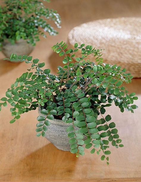 Button Fern | Terrarium Plants That You'll Love For Your Homestead Backyard Herb Garden, Making Raised Garden Beds, Container Herb Garden, Homestead Gardens, Growing Gardens, Easy Backyard, Self Watering Planter, Terrarium Plants, Soil Improvement