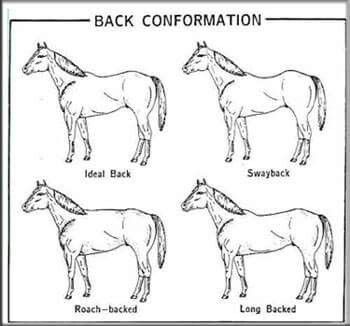 Back confirmation Horse Confirmation, Horse Biomechanics, Horse Judging, Equine Studies, Horse Study, Equine Vet, Livestock Judging, Equine Science, Horse Conformation