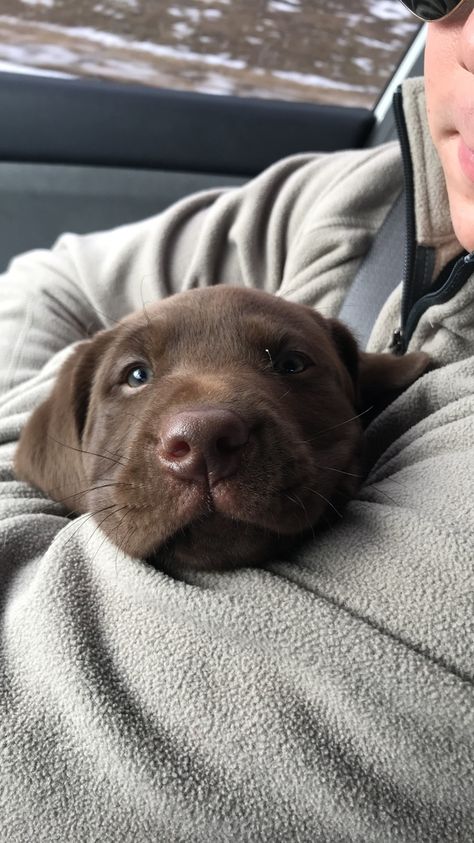 Choc Lab Puppy, Chocolate Lab Puppy Aesthetic, Chocolate Labs Puppy, Chocolate Labrador Puppy, Chocolate Lab Puppy, Chocolate Lab Puppies, Chocolate Labs, Super Cute Puppies, Puppy Cute