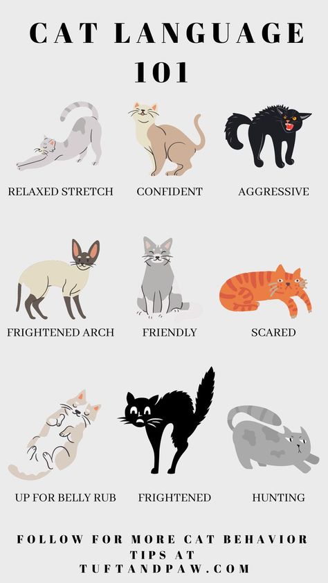 Cats aren't able to talk, but they do communicate with body language. Want to understand your cat better? You need to learn his language. Cat Hotel, Cat Personalities, Cat Language, Cat Home, Cat Parenting, Cat Fashion, Cat Behavior, Cat Facts, Cat Person