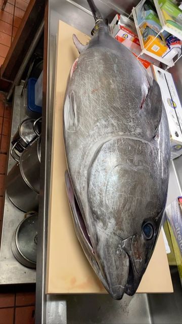 The RiceがInstagramで投稿をシェアしました: 「The rough seas have finally calmed down and fresh blue fin tuna has arrived! This blue fin tuna is served on top of a bowl of sushi rice for Tettka-Don (tuna bowl), Deluxe Kaisen-Don, and Kaisen-Don As you may know, we are not a sushi restaurant, so we do not distinguish between toro (fatty tuna) and akami (lean tuna). Please enjoy your’s while it’s fresh! Meshiagare♪ #authenticjapanese #helthyfood #therice2020 #naturalfood #japaneselover #organicfood#filteredwat Blue Fin Tuna, Fatty Tuna, Tuna Bowl, Rough Seas, Sushi Restaurant, Sushi Restaurants, Sushi Rice, Natural Food, A Bowl