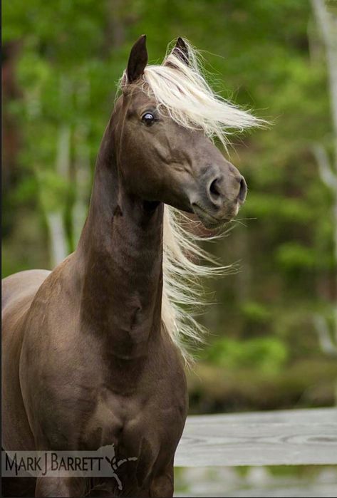 Chocolate Flaxen Horse, Chocolate Palomino, Rocky Mountain Horse, Impossible Pie, Mountain Horse, Horse Heads, Horse Dressage, Outdoors Tattoo, Andalusian Horse