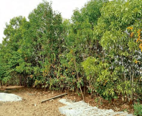 Planting A Forest, Miyawaki Forest Method, Miyawaki Forest Design, Mini Forest Garden, Miyawaki Forest, Plants Library, Backyard Forest, Forest Gardening, Planting Techniques